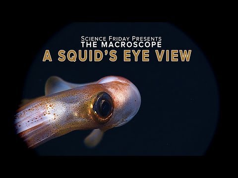 Video: Är squin eye ärftligt?