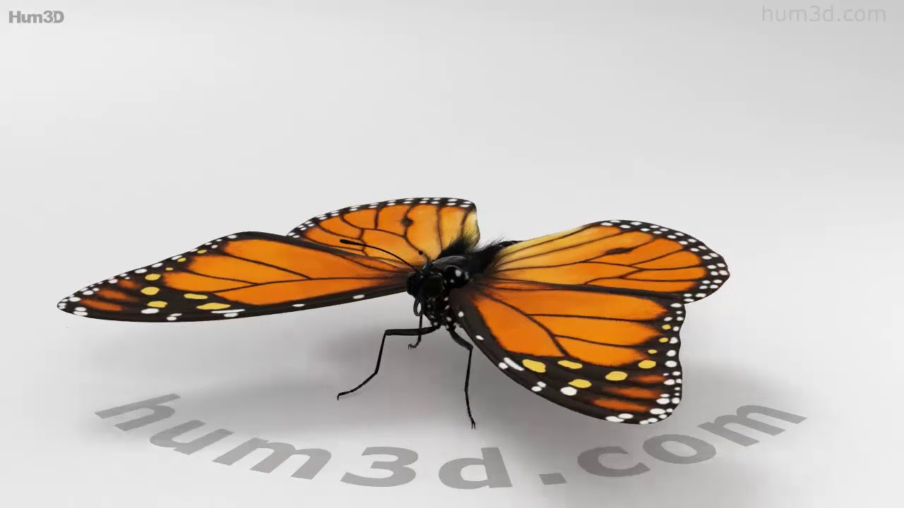 Animated Monarch Butterfly 3D model - Animals on Hum3D
