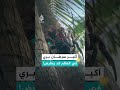"السرطان السارق" كيف يعيش لـ90 عاما؟
