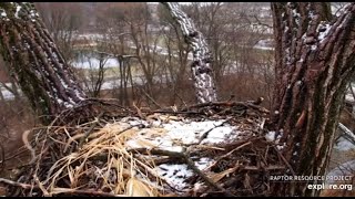 Decorah Eagles~A Little Snow-Panning_11.24.20
