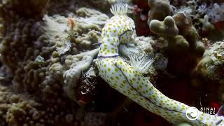 Ras Nasrani Dive Site - Sharm El Sheikh - Red Sea Marine Life - Scuba Diving Egypt