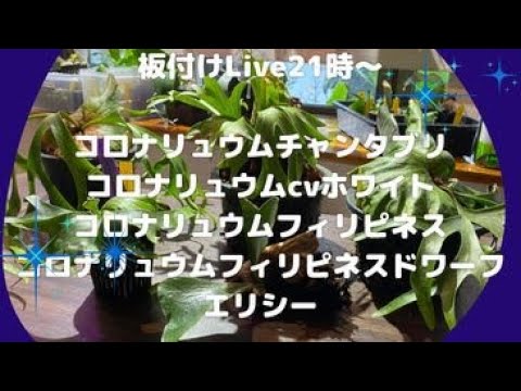 21時ライブ!!コロナリウムcvホワイト、コロナリウムチャンタブリ
