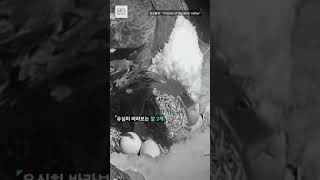 폭설 만난 '흰머리독수리' 근황 / 풀영상은 #SBS뉴스