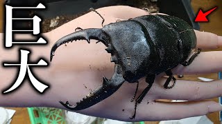 １年かけて羽化してきたヒラタクワガタがデカすぎて怖いんだが…