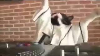 Download Dj Kedİ Dj İstanbul Video MP3 Dj Kedİ Dj İstanbul