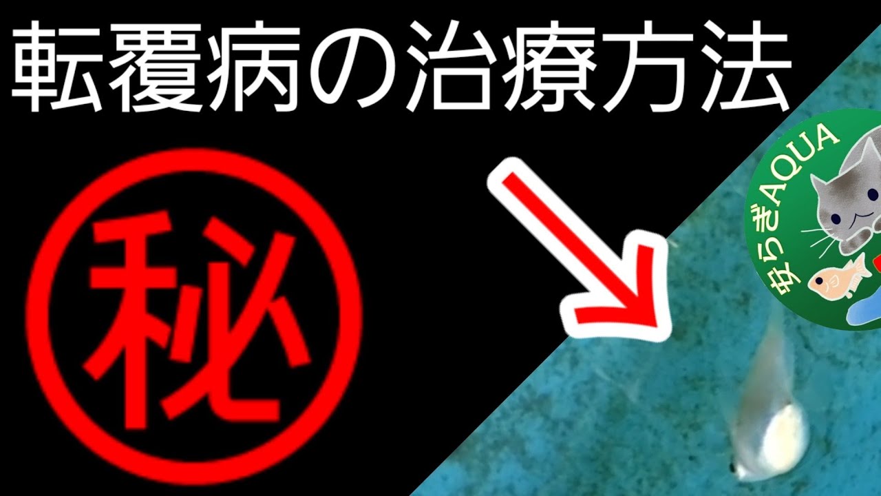 転覆病ダルマメダカのオリジナル治療方法 完全完治編 室内水槽塩浴飼育のスポンジフィルター仕様で回復状況をチェック 白斑ダルマ 安らぎaquaちゃんねる Youtube