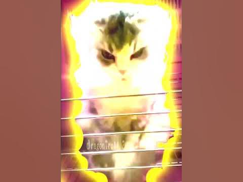 Super Saiyan Cat - YouTube