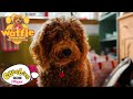 Waffle the wonder dog paints a picture  cbeebies