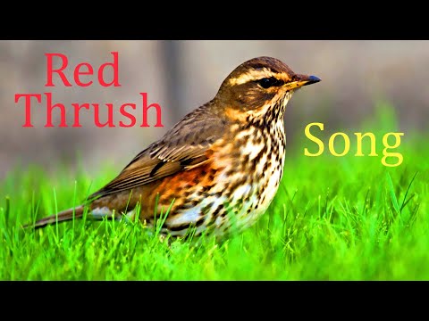 Red Thrush Song Turdus Naumanni