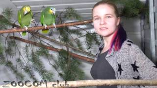 Кстати о птичках! Познакомьтесь с нашими пернатыми. Parrots