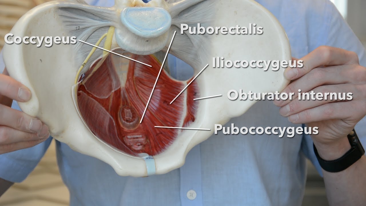 Pelvic floor muscles - YouTube