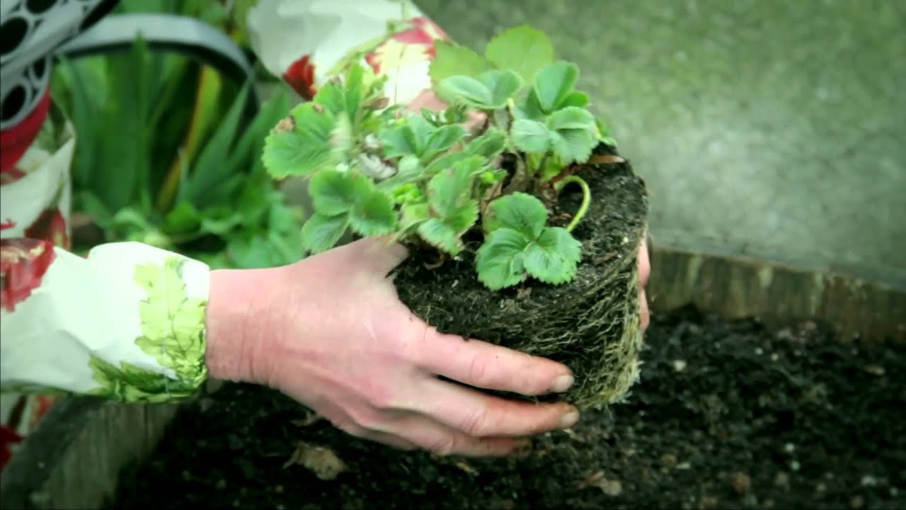 Gardening Tutorial: How To Plant Strawberries 