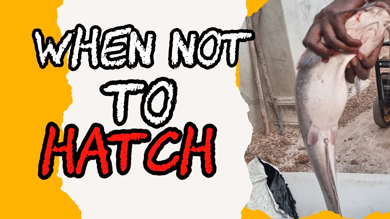 Catfish hatchery business advice When not to hatch! Do's and Don't