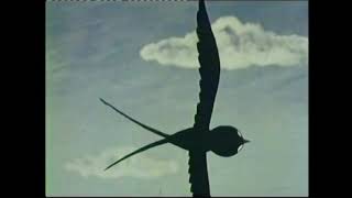 Novruz Sərgüzəştləri. Növbəti Nağıl Hansı Olsun?