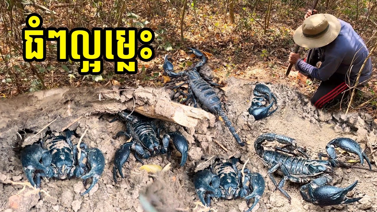 ធំៗល្អណាស់ កំពូលអ្នករកខ្យាដំរីមែន / , good, top scorpion finder