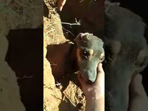 Vídeo: Investigadores Buscam Reivindicação De 100 Cães Vadios Enterrados Vivos