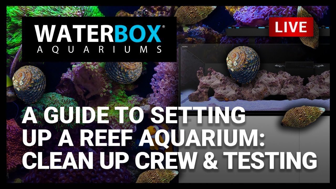 Episode 29 A Guide to Setting Up a Reef Aquarium Part G Clean Up