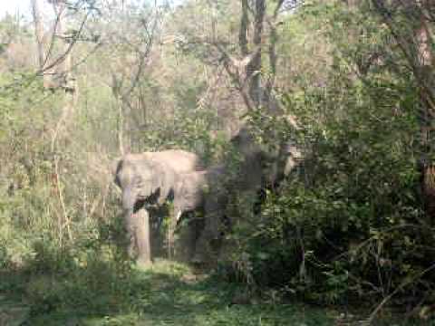 elephant with dead child captured by Monis Mukhtar