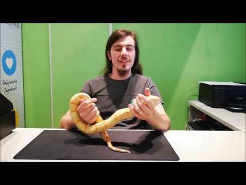 Video: Mantenere Un Serpente Modellato A Casa