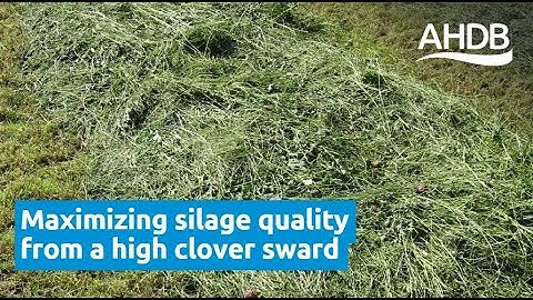 Maximizing silage quality from a high clover sward