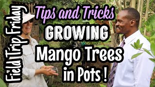 Field Trip Friday- The Orlando Gardener's Tips and Tricks for Growing Mango Trees in Pots