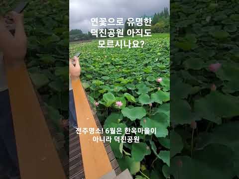 연꽃이 너무 예뻐 전국 각지에서 모여든 덕진공원 단오행사#전주#덕진#연꽃#벌거리#추천