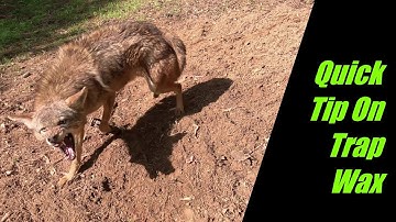 Quick Tip  Trap Wax.. Coyote Trapping Pradator Control