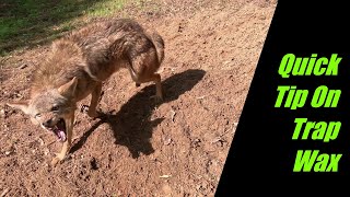Quick Tip  Trap Wax.. Coyote Trapping Pradator Control