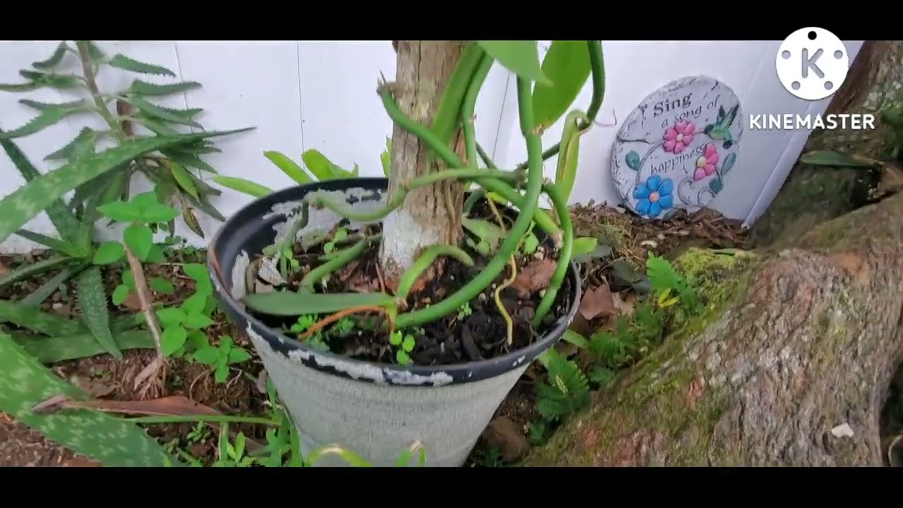 Orquidea de Vainilla