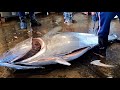 Fluency Giant Bluefin Tuna Cutting in One minute
