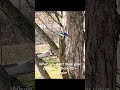 Home 12 + binoculars photography is peak change my mind #birding #memes #photography #viral #shorts