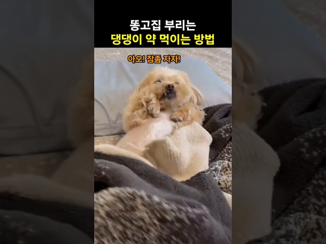 잠좀 자자! 몸을 휙 돌리며 고집 부리는 댕댕이