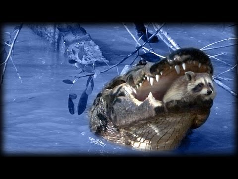 Predators of Alligators 0202 - Raccoons - Time Lapse