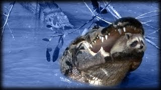 Predators Of Alligators 0202 - Racs - Time Lapse
