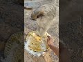 Cow hungry #reels #humanity #shortsvideo #help #love #animals