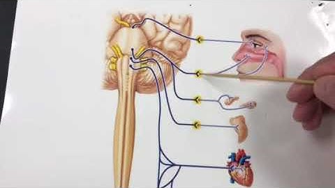 Autonomic Nervous System