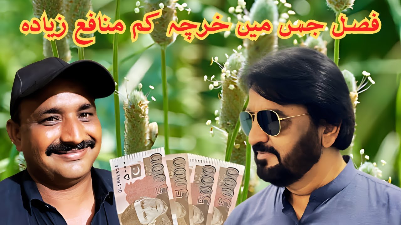 A crop sold in gold's value | Isabgol crop in Sindh | High profit margin opportunity in agriculture