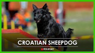 All You Need To Know About The Croatian Sheepdog Breed by Pets Aplenty 1,222 views 9 months ago 7 minutes, 49 seconds