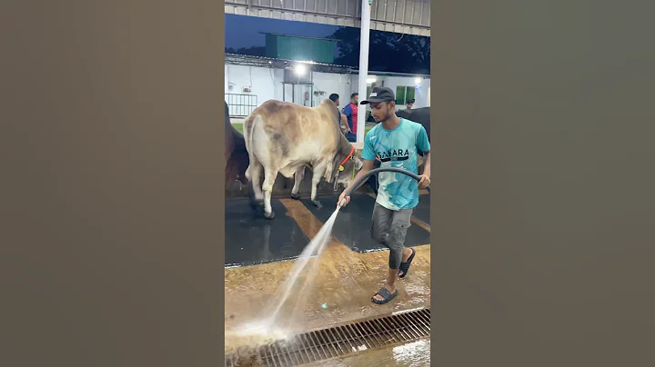 The shepherds regularly clean the farm very at night with cow dung and farm water#bulls #dung #fyp