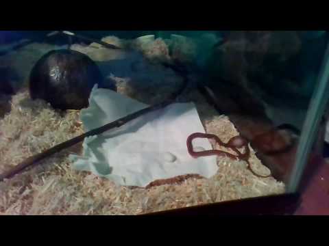 First Meal- Egg eating snake