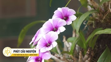 Phút Cầu Nguyện, Thứ Năm 08/04/2021: Niềm Tin Vào Chúa Phục Sinh Là Một Hồng Ân