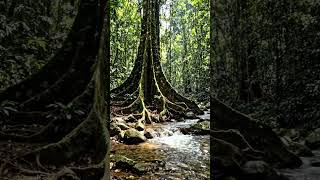 A água é um elemento fascinante da natureza. 19 #natureza #agua #mata #rio #natural #vida