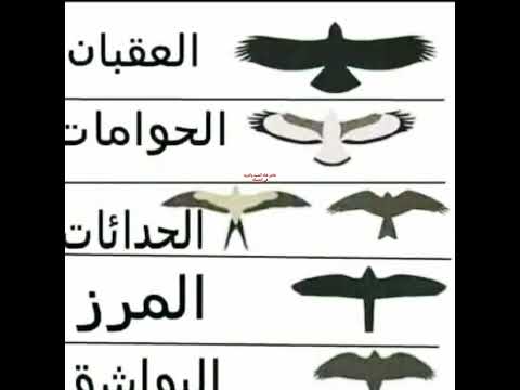 اذا كنت تريد انت تميز بين انواع الطيور الجوارح عقاب شاهين حر عوسق من اول نضره شاهد الفيديو