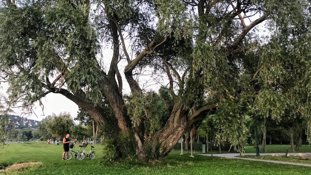 A balatoni vihar áldozata - Egy óriás halála