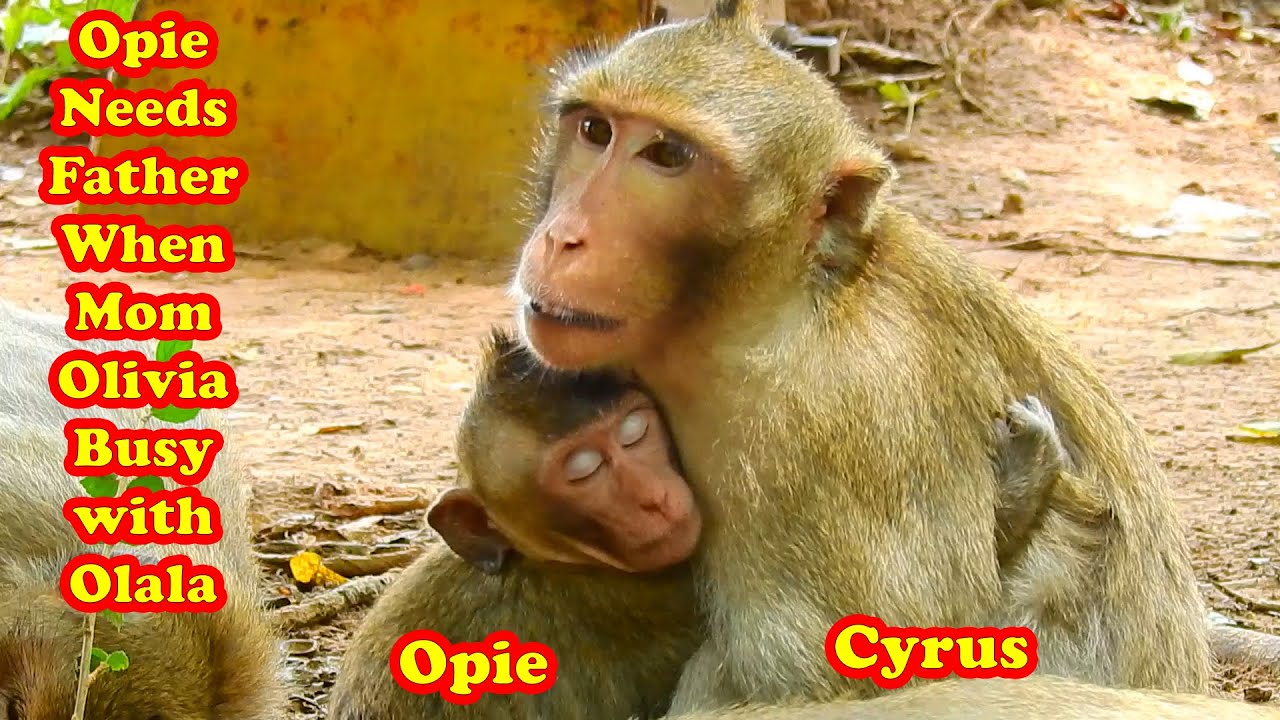 Monkey Opie needs a father when his mom Olivia busy with his sister Olala, no time with him