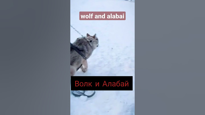 Кто кого? Волк против Алабая. Who will win? Wolf vs alabai.