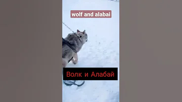 Кто кого? Волк против Алабая. Who will win? Wolf vs alabai.