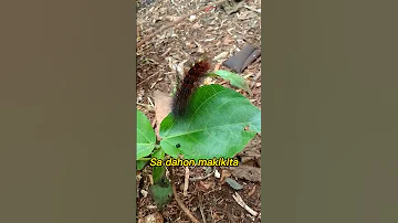 SAAN MAKIKITA ANG MAKATENG UOD Dahonandpets Short 