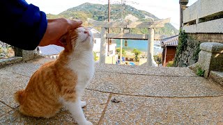 遠くを見ながら考え事をしていた神社の猫、人が来たのに気づくとすぐに甘えてきた