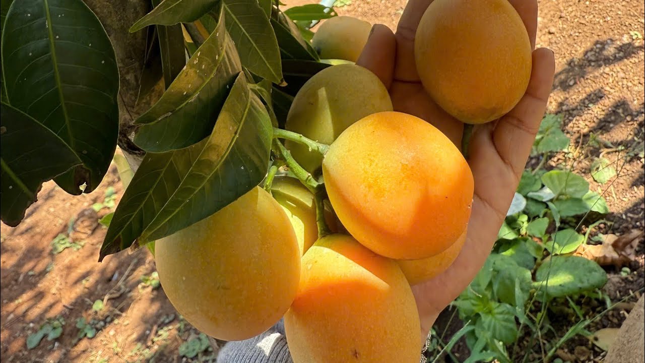 Thanh tra ngọt cay to ..thanh tra tra chua cay giống … hồng tứ quý ..nho thân gỗ ##0945707848